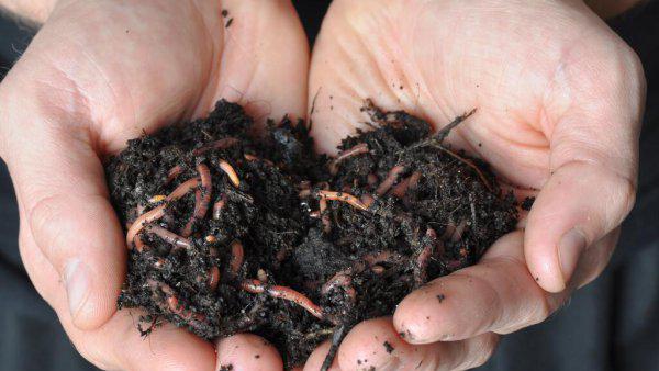 红虫和蚯蚓哪个钓鱼好