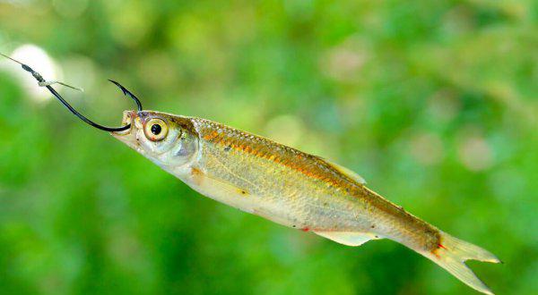 红虫和蚯蚓哪个钓鱼好