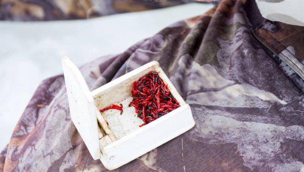 红虫和蚯蚓哪个钓鱼好