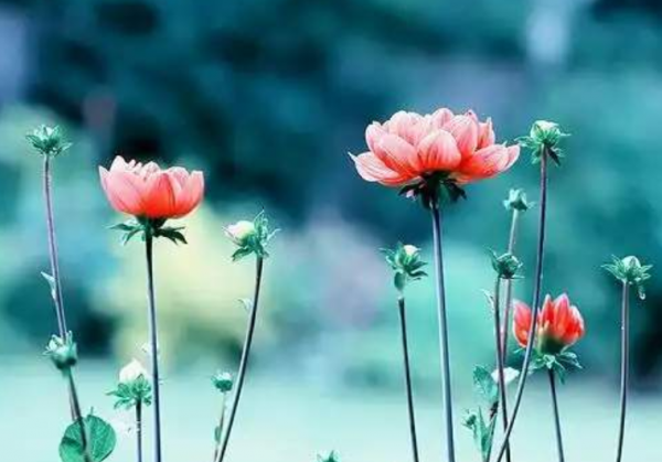 百家姓中没有肖姓吗