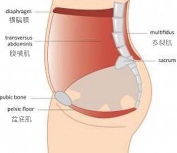 核心力量是哪个部位 怎么健身锻炼才能提高身体核心力量