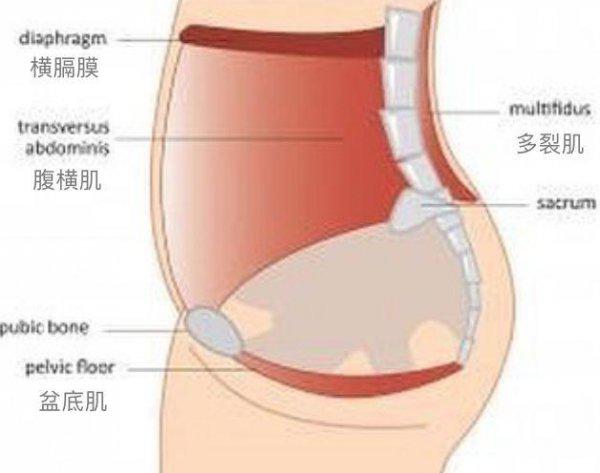 核心力量是哪个部位