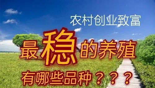农村创业养殖什么最赚钱