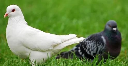 农村创业养殖什么最赚钱