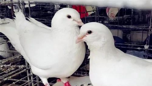 农村创业养殖什么最赚钱