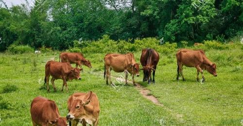 农村创业养殖什么最赚钱