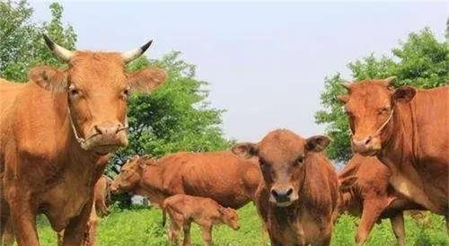 农村创业养殖什么最赚钱