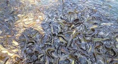 农村创业养殖什么最赚钱