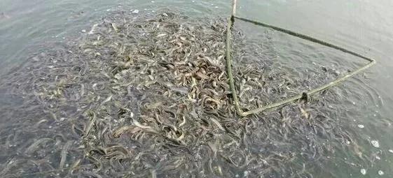 农村创业养殖什么最赚钱