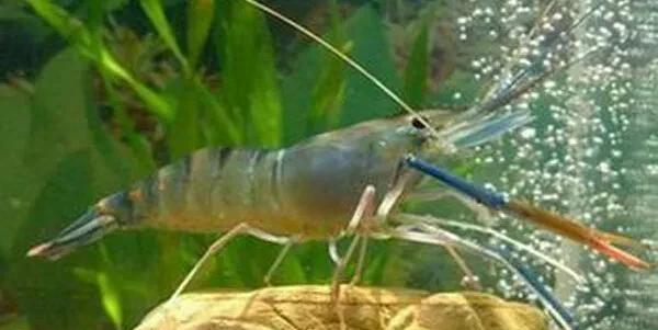 农村创业养殖什么最赚钱