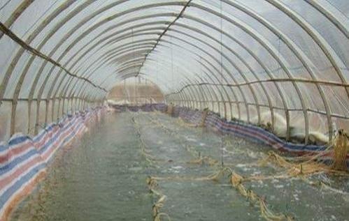 农村创业养殖什么最赚钱