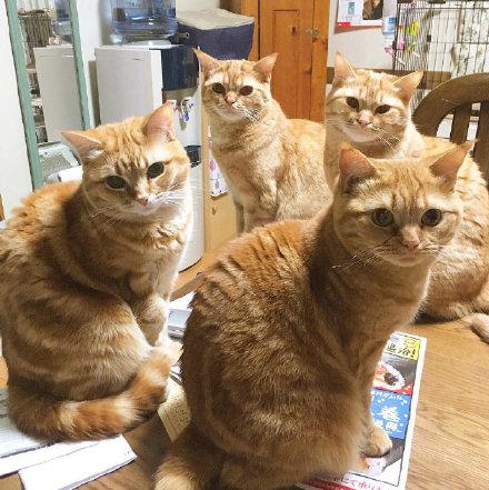 为什么狸花猫很少有人养