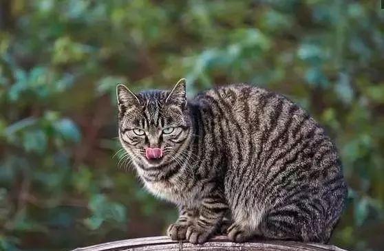 为什么狸花猫很少有人养