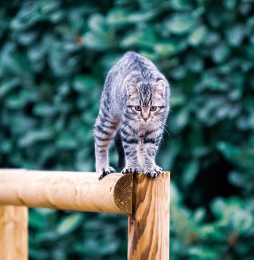 为什么狸花猫很少有人养