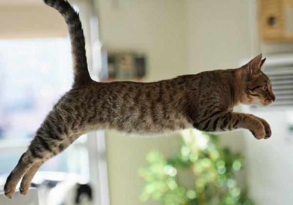 为什么狸花猫很少有人养