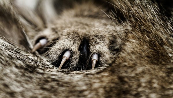 为什么狸花猫很少有人养