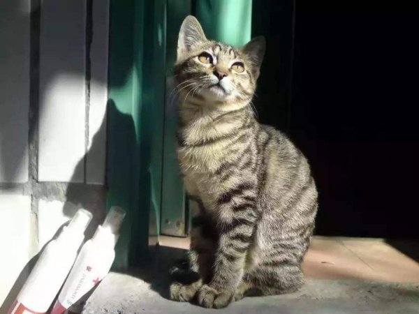 为什么狸花猫很少有人养