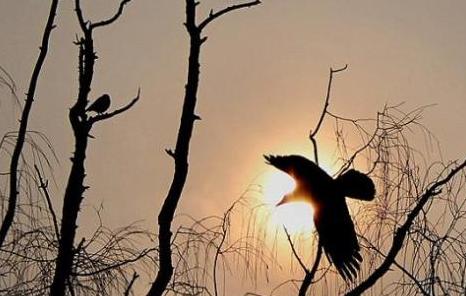 乌鸦象征着什么寓意