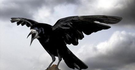 乌鸦象征着什么寓意