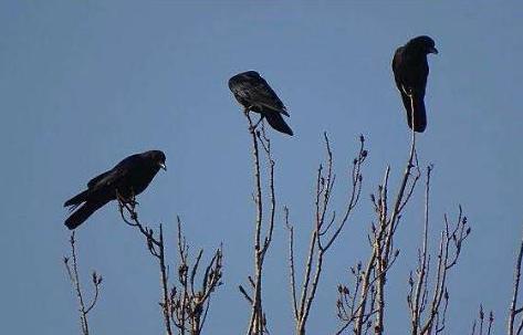 乌鸦象征着什么寓意