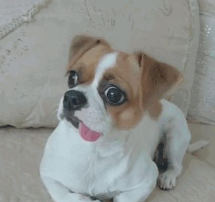 为什么不能养串串狗