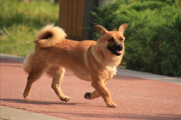 为什么不能养串串狗