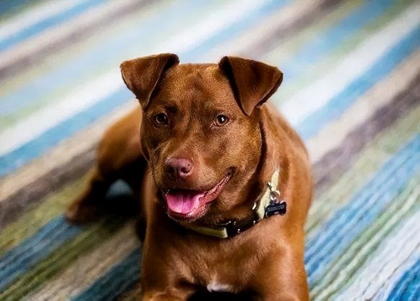 为什么不能养串串狗