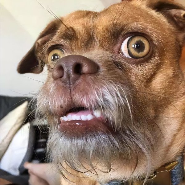 为什么不能养串串狗