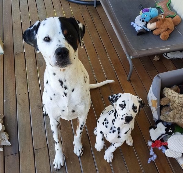 为什么不能养串串狗