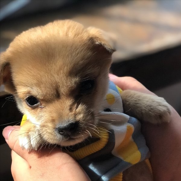 为什么不能养串串狗