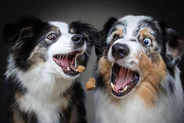 为什么不能养串串狗