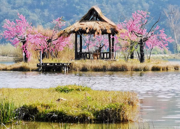 三生三世十里桃花里的青丘是什么地方