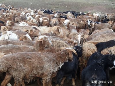 骡子为什么不能繁殖 骡子无法繁衍后代的原因是什么