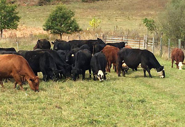 骡子为什么不能繁殖