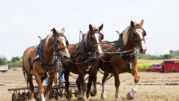 骡子为什么不能繁殖