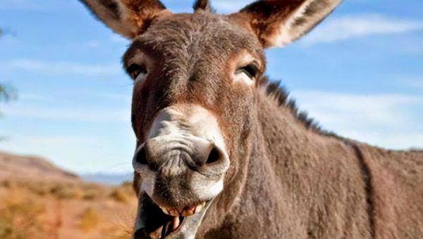 骡子为什么不能繁殖