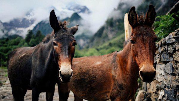 骡子为什么不能繁殖