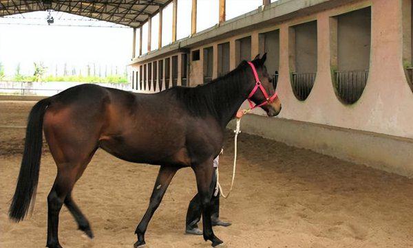 骡子为什么不能繁殖