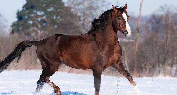 骡子为什么不能繁殖
