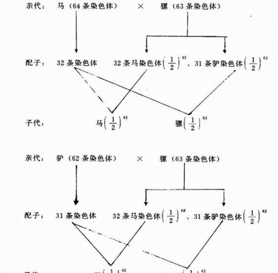 骡子为什么不能繁殖