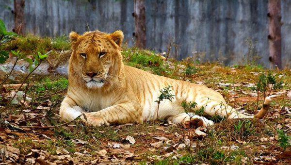 骡子为什么不能繁殖