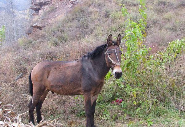 骡子为什么不能繁殖