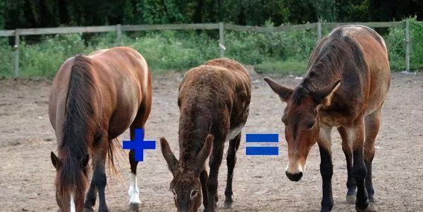 骡子为什么不能繁殖