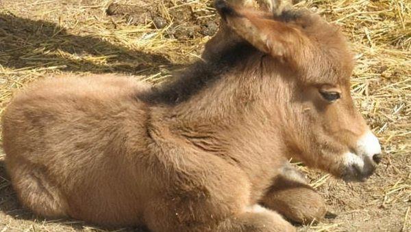 骡子为什么不能繁殖