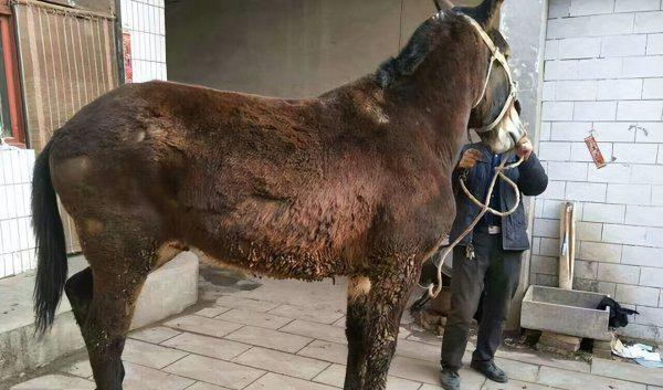 骡子为什么不能繁殖