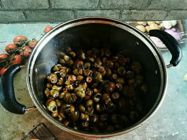 石螺和田螺的区别