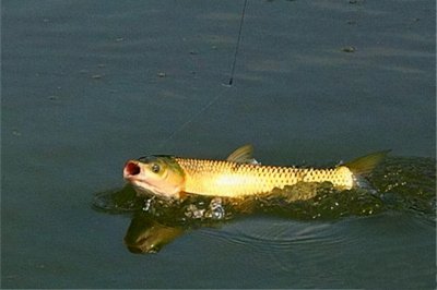草鱼怎么钓效果更好全攻略 必看钓草鱼不费力的最佳方法