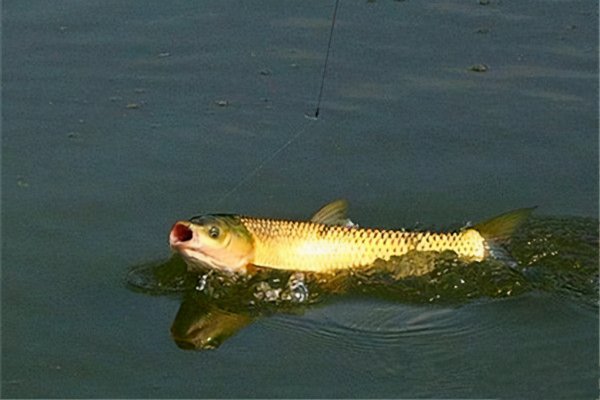 草鱼怎么钓效果更好全攻略