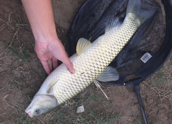 草鱼怎么钓效果更好全攻略