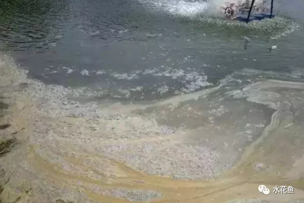 鱼池水面有泡沫怎样解决